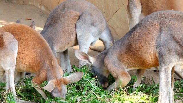 CANGURU AUSTRALIANO  O SÍMBOLO DE UM PAÍS
