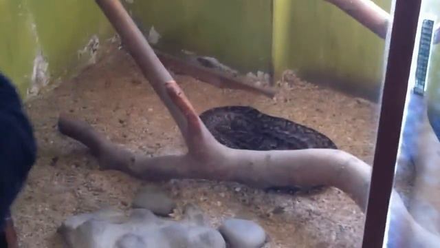 Snake House Swakopmund, Namibia. Visitor enters snake cage to african pythons смотреть онлайн