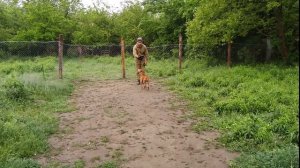 Дрессировка немецкого боксера