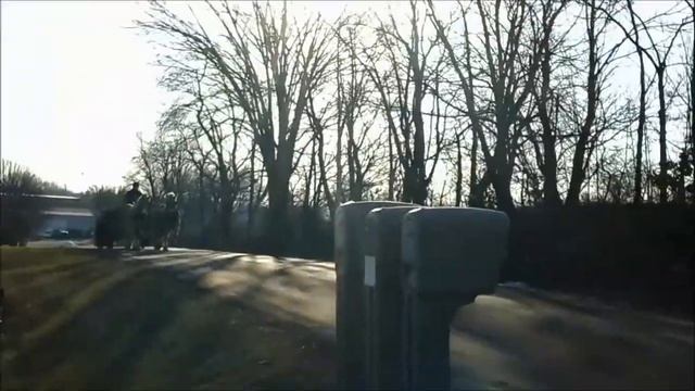 7 & 8 year old Haflinger gelding team hauling manure and roadsafe смотреть онлайн