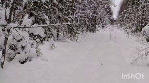 Стелс Витязь 800 в лес за ёлкой .