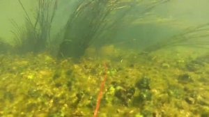 Подводная охота на Угре