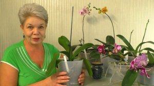 Как вырастить Цветоносы у Орхидеи, прямые, как солдатики. И, почему они растут вверх ???