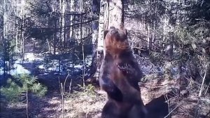 медведь трётся об дерево