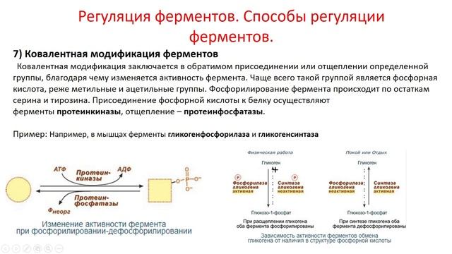 Биохимия. Лекция 23. Ферменты. Part 3. смотреть онлайн