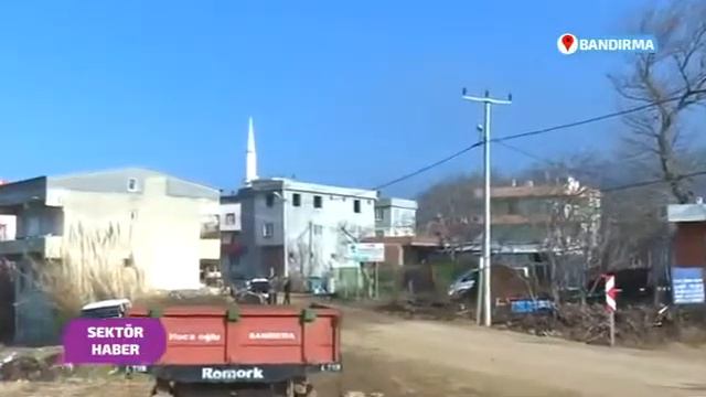 Саженец грецкого ореха Чандлера - Chandler - Fernor - Canceviz Fidan LTD. BANDIRMA / TURKEY смотреть онлайн