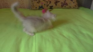 Шотландский прямоухий кот