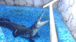 Очень злой крокодил! Стараюсь не стать ужином!