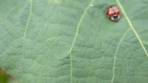 Runner bean - Phaseolus coccineus - Matbaunir - Klifurplöntur - Marjurtir