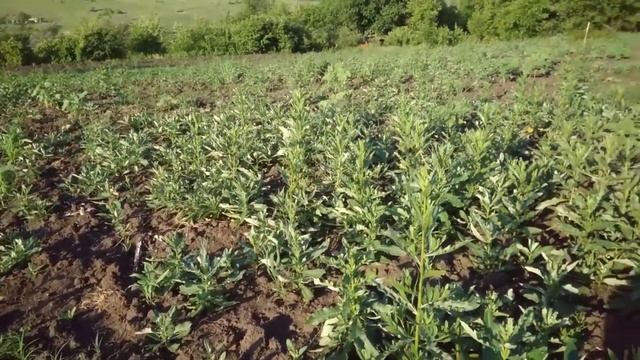 Сорняки исчезли! Осот, пырей, щирица, вьюн пропали на посевах кукурузы! смотреть онлайн