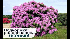 Чем подкормить рододендрон осенью в сентябре и октябре для пышного цветения на следующий год?!