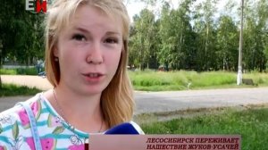 ЛЕСОСИБИРСК ПЕРЕЖИВАЕТ НАШЕСТВИЕ ЖУКОВ-УСАЧЕЙ