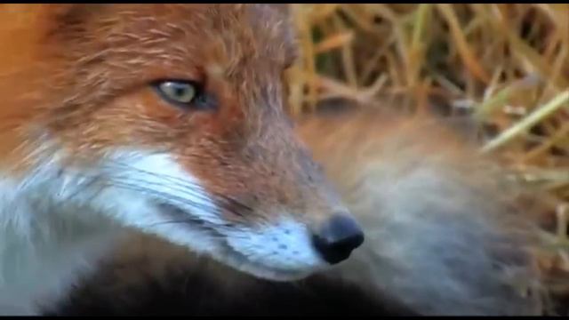 The cat and the fox "Fight without rules" смотреть онлайн