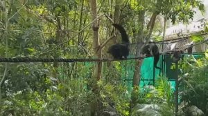 Бинтуронги на Шоу животных в зоопарке Кхао Кхео