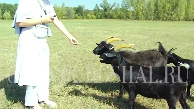Оренбургские пуховые козы. Уникальная порода.