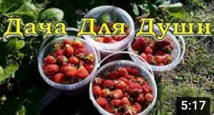 КЛУБНИКА отплодоносила...что дальше????