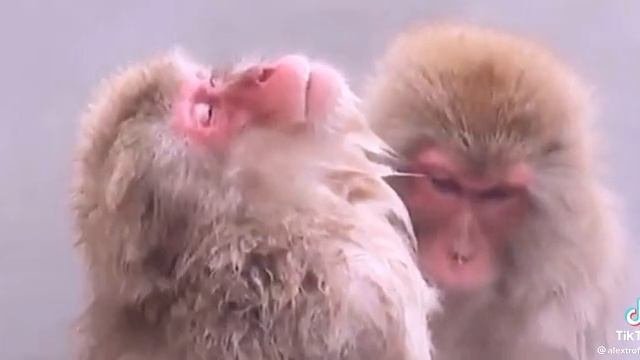 РЕЛАКС.mp4
