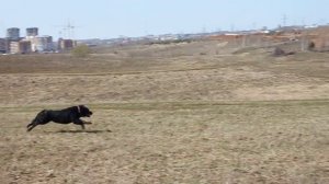 Лабрадор черный