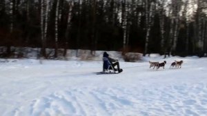 Собачьи нарты ШТУКА, нарта для хаски и других пород собак.