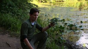 Чилим в московском парке. Удивительная находка водяного ореха.