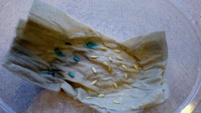 За пару часов огурцы всходят без земли — получаем урожай на 10 дней раньше смотреть онлайн