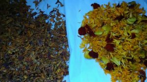 Имеретинский шафран из бархатцев(Доступный вариант)