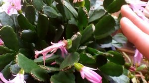 My Easter Cactus - Hatiora gaertneri has fruit and Seed