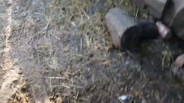 на хозяйстве всё хорошо цыплята/козы/куры/кролики💥💦 смотреть онлайн