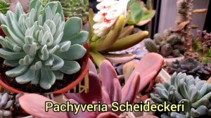 Пахифитум. Виды, Гибриды. Уход. Часть 2. Pachyveria и другие.
