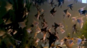 Скалярии разных видов и возраста