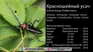 Красношейный усач (Aromia bungii (Faldermann))