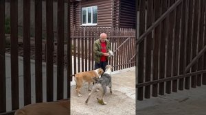 ТОЛПА АЛАБАЕВ И ДЕДУШКА