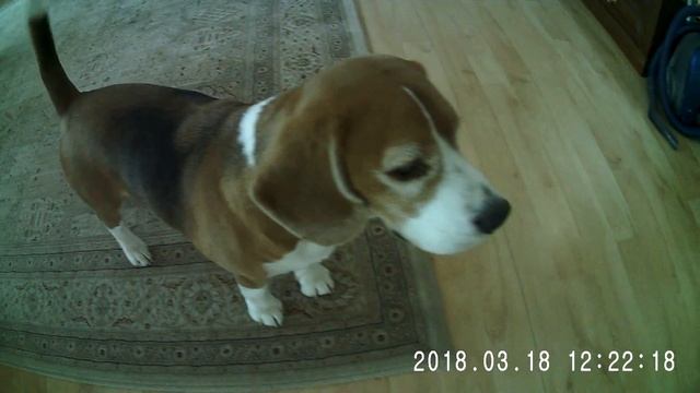 Bicolor & Tricolor Beagles