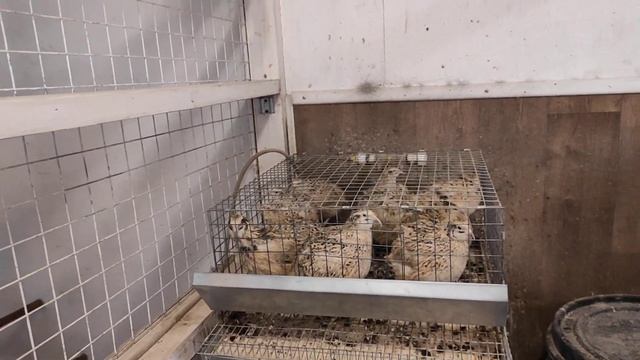 Обзор деревенского курятника смотреть онлайн