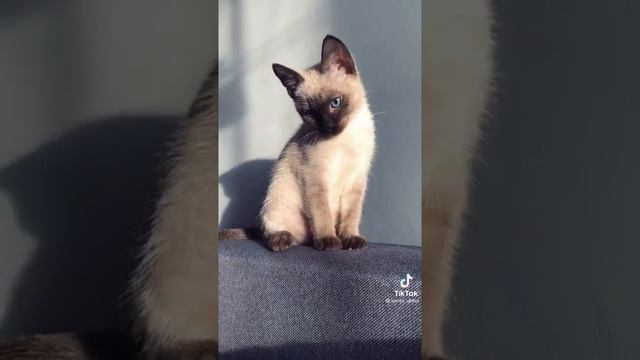 милашка стаф лайк если у тибЯ есть кошка 