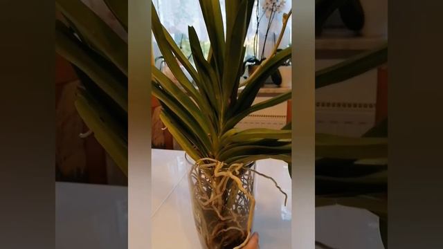 Как зацветает орхидея ванда и уход за ней, wie blühlt Orchidee Vanda, Orchidee Vanda,Орхидея Ванда смотреть онлайн