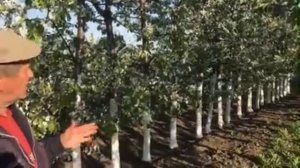 Посадка интенсивного сада черешни - питомник Маценко