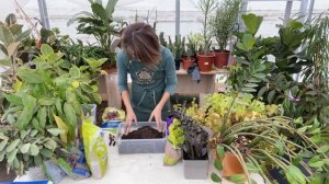 Замиокулькас Равен