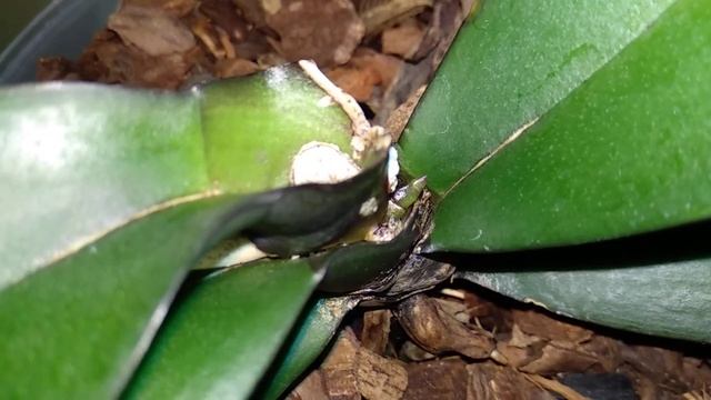 ДАЖЕ доходяги орхидеи ОЖИВУТ! пень орхидеи РАСТЕТ! ПОЛИВ ПОМОГ такой орхидеи! смотреть онлайн