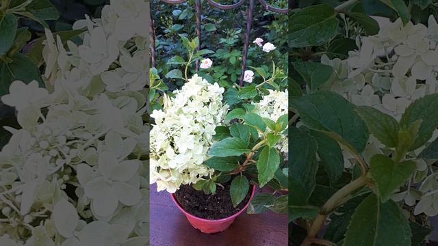 Гортензия метельчатая Петит Стар / Petite Star смотреть онлайн