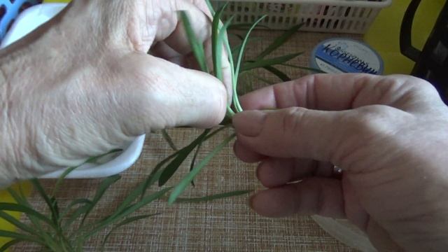 Как размножить многолетнюю гвоздику? смотреть онлайн