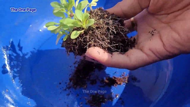 Grow 100+ petunia flowering plant at home смотреть онлайн