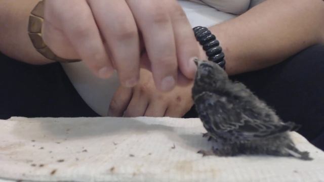 кормление стрижа смотреть онлайн