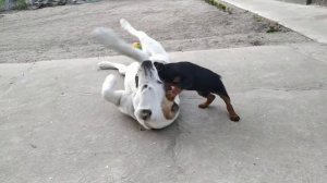 Ягдтерьер 2 месяца и взрослый алабай