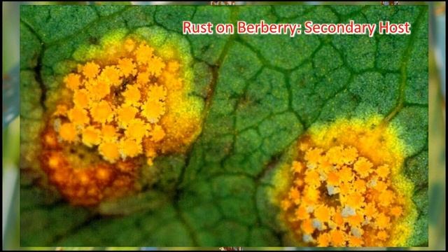 Puccinia graminis Black Rust of Wheat-Life Cycle смотреть онлайн