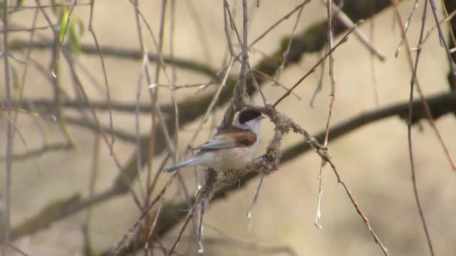 Ремез строит гнездо. Ремез / Eurasian Penduline Tit / Remiz pendulinus (Linnaeus, 1758) смотреть онлайн