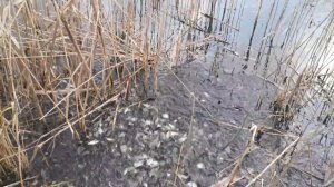 нерест или не нерест карася