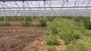 Блочная теплица Селеко. Тонкости теплиц промышленного объема