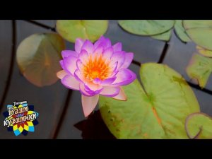 Нимфея Khwantara (Квантара) кувшинка, waterlily, водные растения, пруд