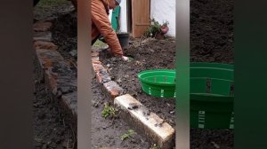 Как посадить  луковицы тюльпанов в декабре.Корзины для луковичных цветов.